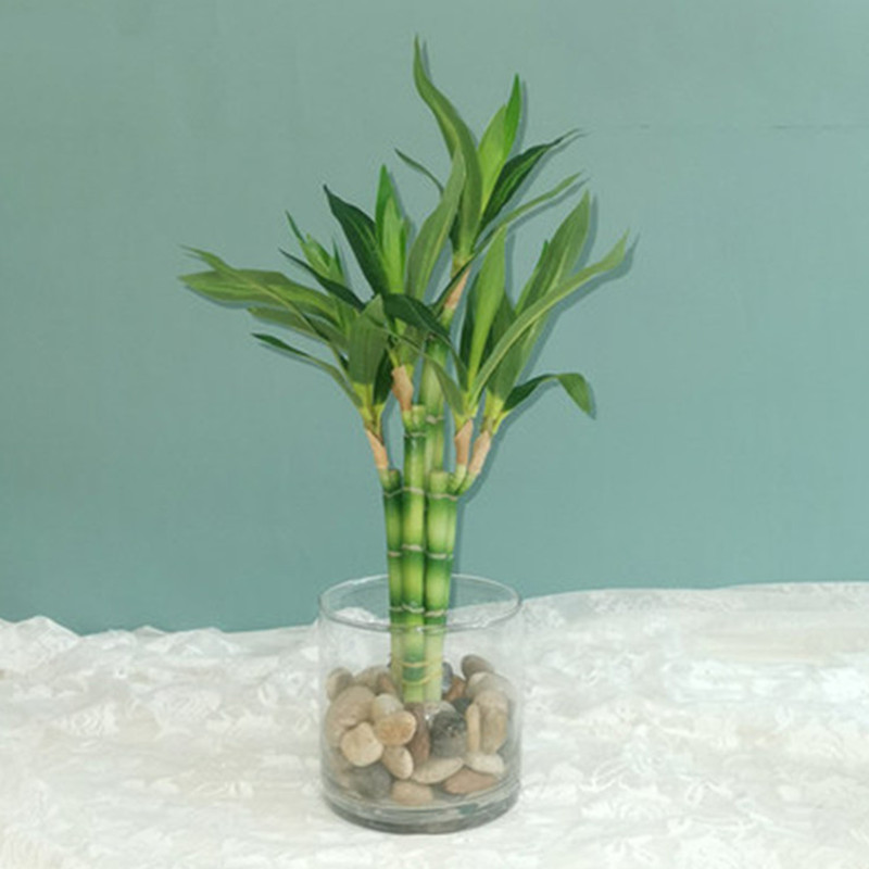 Desktop Organizer Bamboo - Yeni 40cm Yapay Şanslı Bambu Sukulent