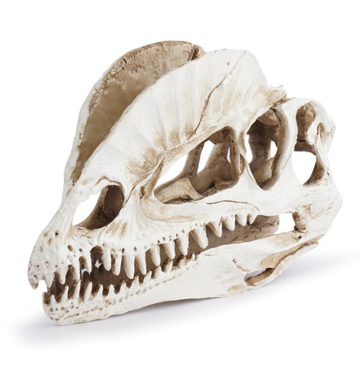 Dilophosaurus Iskelet Modeli R - Home Office Gear incelemesi ve fiyatı