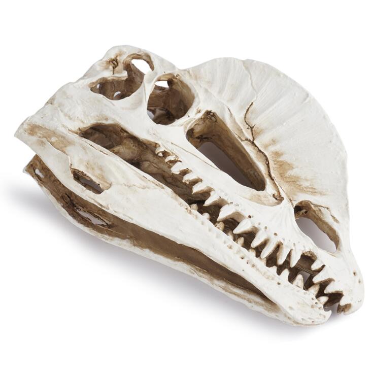 Dilophosaurus Iskelet Modeli R - Home Office Gear incelemesi ve fiyatı